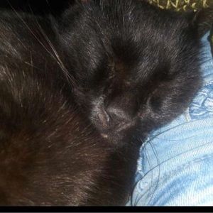 Meet your Posher, Vincent